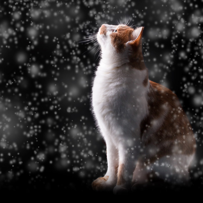 札幌の冬 愛猫と快適に過ごす方法 札幌動物病院検索ナビ